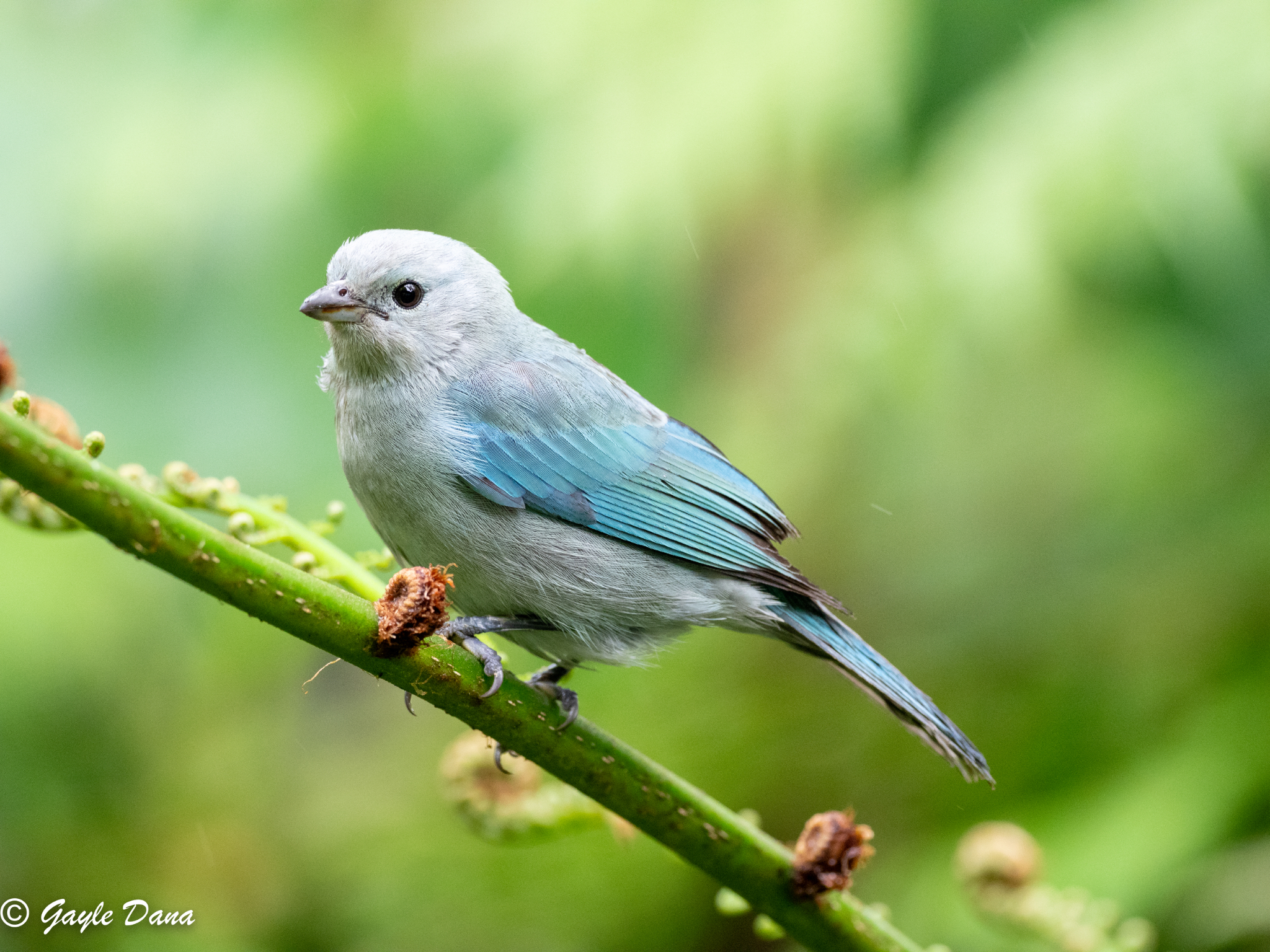 Blue gray Tanager